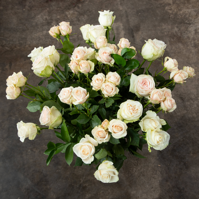 Cervantes: White and Blush Long-Stemmed Roses (Free Shipping)