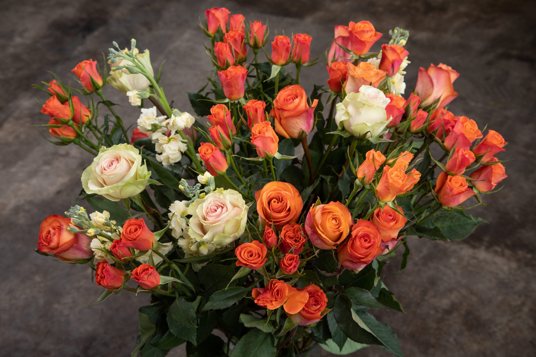Moliere: Orange and Light Pink Long-Stemmed Roses (Free Shipping)
