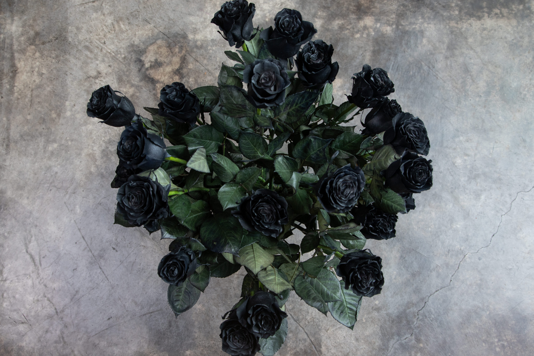 Shelley: Black Long-Stemmed Roses (Free Shipping)